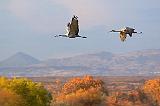 Bosque del Apache